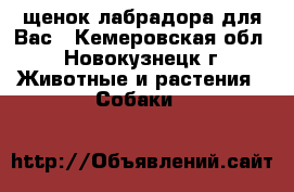щенок лабрадора для Вас - Кемеровская обл., Новокузнецк г. Животные и растения » Собаки   